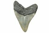 Serrated, Fossil Megalodon Tooth - North Carolina #348284-2